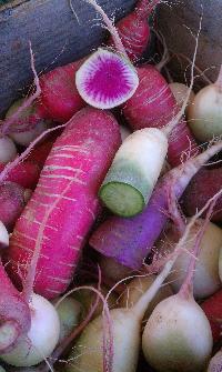 Spice up bleak midwinter with colorful radishes