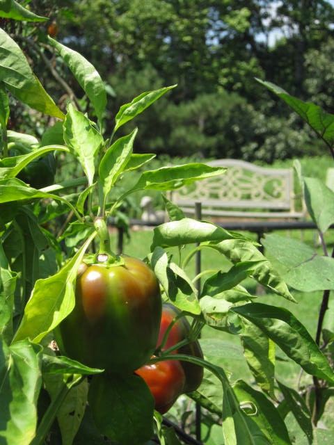 Gardeners, farmers: Click and be counted