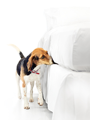 Bedbugs are no match for the beagles of Red Coat Services