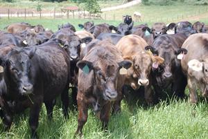 Could beef soon become as expensive as lobster?