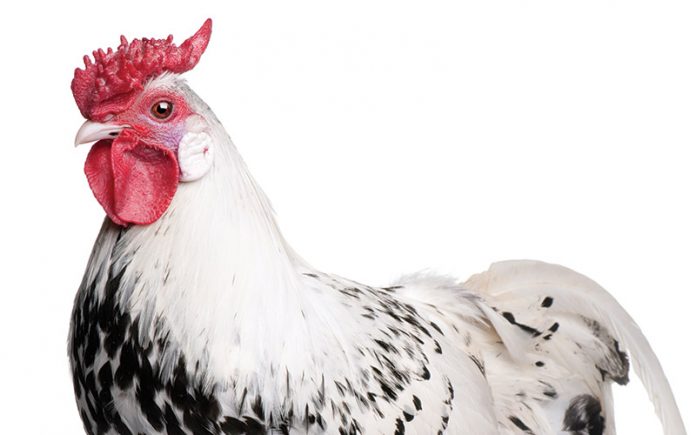 0115_chicken_istockphoto_oneuseonly