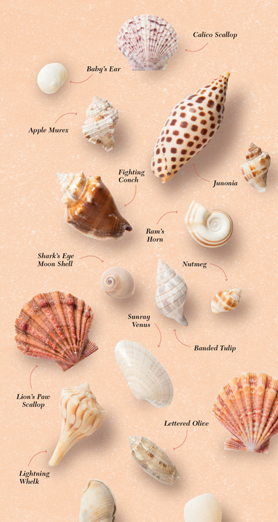 Shell Game on Sanibel Island