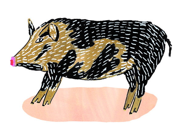 5. Ossabaw Island Hog