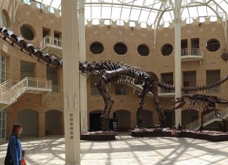 15 awesome August events for families in Atlanta Fernbank