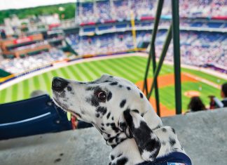 10 things to do in Atlanta with your dog Atlanta Braves Bark in the Park