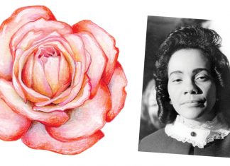 Coretta Scott King rose