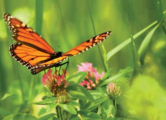 How to attract butterflies to your yard How to attract butterflies to your yard