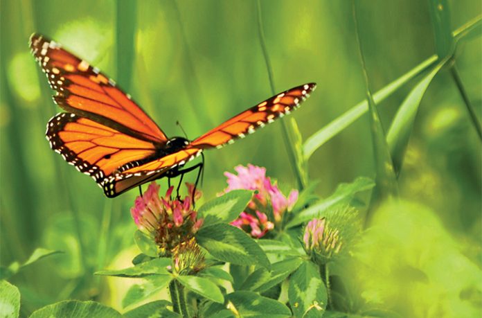 How to attract butterflies to your yard How to attract butterflies to your yard