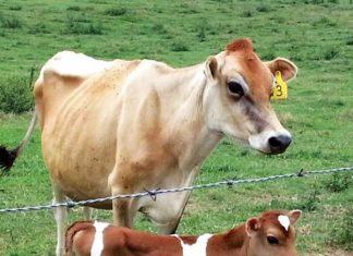 Would you buy beef from the back of a trailer? You should if it’s from Carlton Farms. Carlton Farms cows