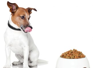 Daffy’s Pet Soup Kitchen Groundbreakers 2016