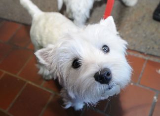 City Winery has a brunch menu for your dog Dog brunch City Winery Atlanta