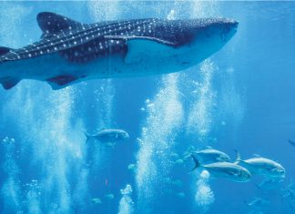 Veterans with PTSD find relief swimming with whale sharks at the Georgia Aquarium Georgia Aquarium Ocean Voyeger