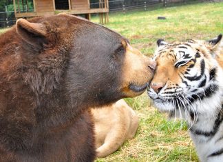 Noah's Ark Animal Sanctuary