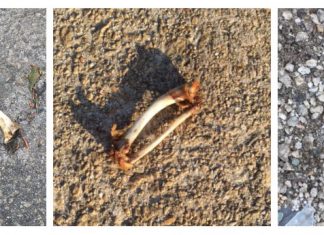Chicken bones of Atlanta
