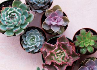Get succulent savvy with these expert tricks Southeast Succulents