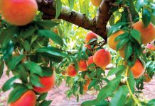 Eat a peach at Pearson Farm Peaches at Pearson Farm