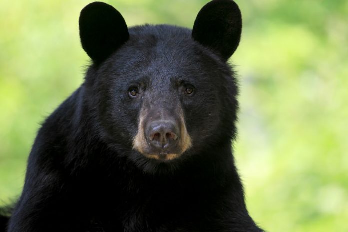 Buckhead Bear Buckhead Bear