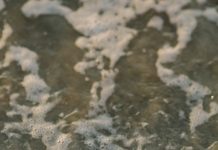 Watch hatchling turtles make their way to the ocean at dawn Turtles on Jekyll Island