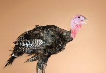 Jenni Harris turkey