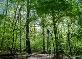 Fernbank Forest