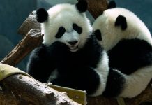 Visit the too-cute panda twins at Zoo Atlanta Zoo Atlanta