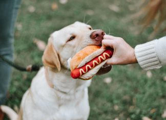 Ponce City Market has a new, trendy pet supply shop: Ace & Jack Ace & Jack Ponce City Market