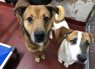 97 dogs were rescued from hoarding in south Fulton. Now, many are ready for adoption. LifeLine Animal Project Fulton County hoarding dogs adpotion