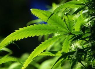 South Fulton marijuana law