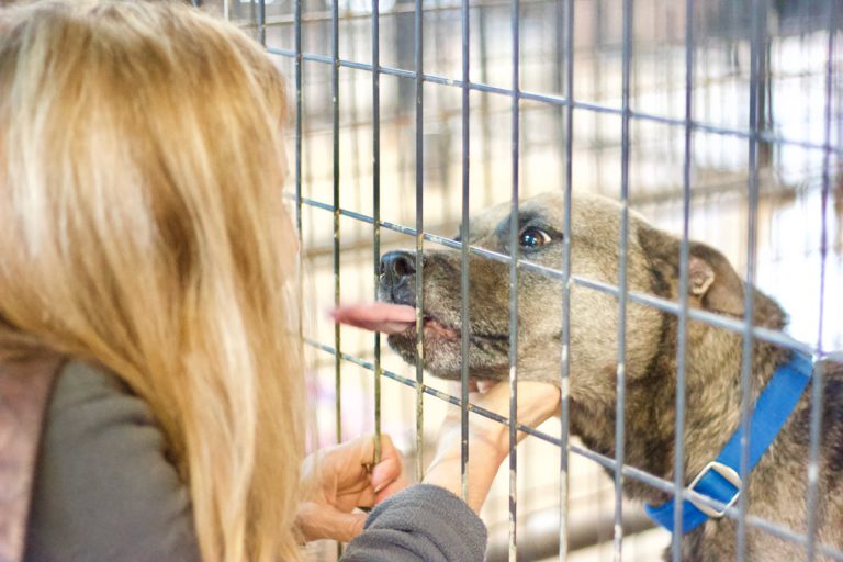 Atlanta animal shelters