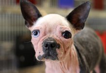 The scabs-to-riches tale of Alton Brown’s new rescue dog, “Scabigail” Alton Brown Rescue Dog Scabigail Atlanta