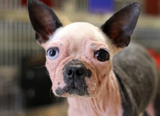 The scabs-to-riches tale of Alton Brown’s new rescue dog, “Scabigail” Alton Brown Rescue Dog Scabigail Atlanta
