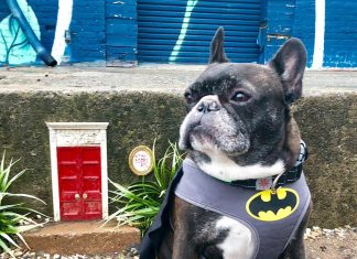 5 Atlanta events you won’t want to miss: August 15-21 Things to do in Atlanta Doggy Con