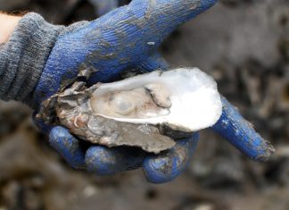 It could soon be legal to harvest oysters in Georgia—but why is the proposed law so murky? Harvesting Georgia oysters legislation