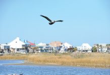 Flying High: A birding expert shares tips on how to plan an avian adventure on Dauphin Island, Alabama Alabama