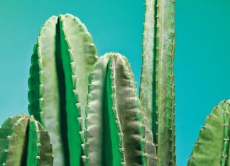Houseplants have become the latest must-have accessory