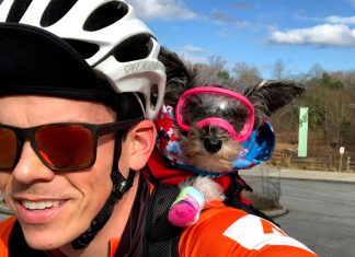 Make way for Pippa, the rescue schnoodle capturing hearts while biking the BeltLine