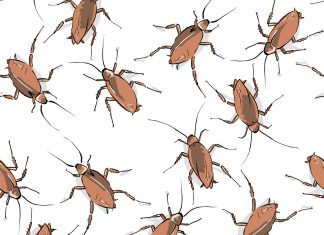 Atlanta belongs to the roaches now. We merely live here. Why does Atlanta have so many roaches?