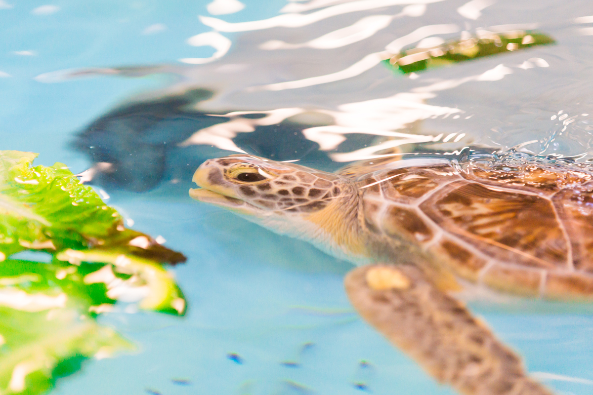 Georgia Sea Turtle Center on Jekyll Island
