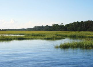 Sapelo Island’s marshes