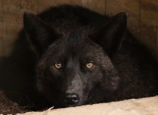 The hunt for Atlanta’s friendly black coyote