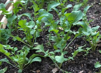 So, you want to start a garden? You couldn’t have picked a better time. Gardening pandemic