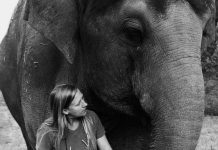 Carol Buckley elephants