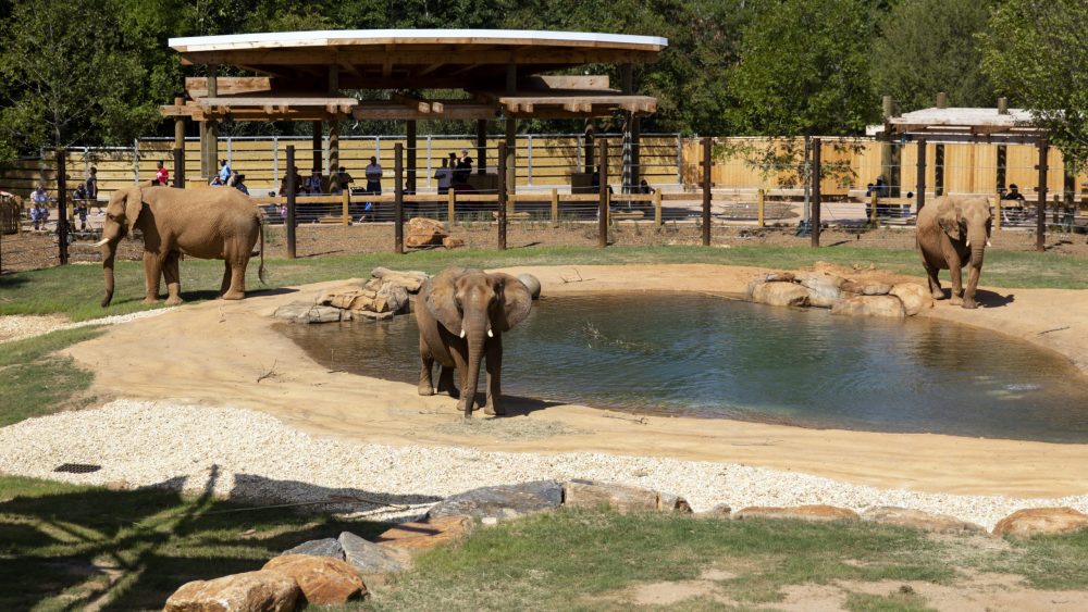 Visiting Zoo Atlanta in the pandemic