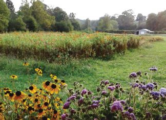 Where to pick and by flowers in Georgia