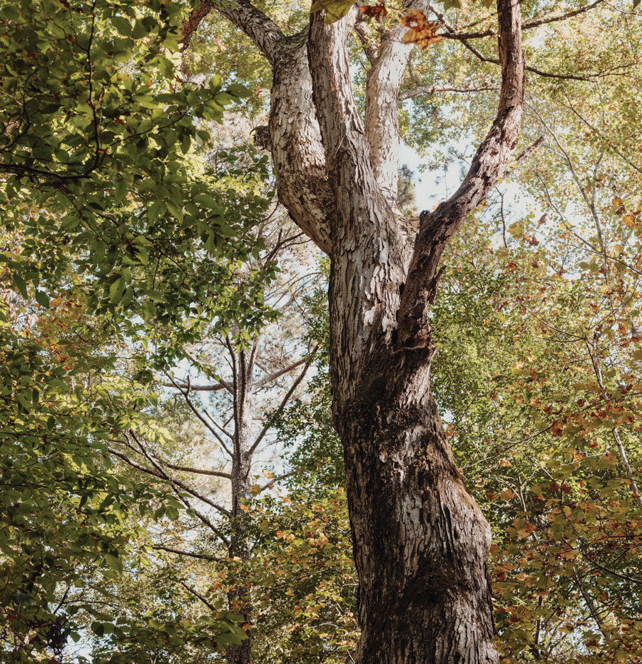 Lake Charlotte Nature Preserve