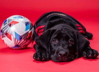Atlanta United new service dog in training