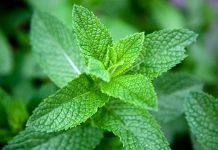 The kudzu of herbs: Why you should grow mint during the winter in Georgia Why you should grow mint in the winter in Georgia