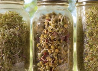 How to grow easy countertop sprouts Tabletop hydroponics