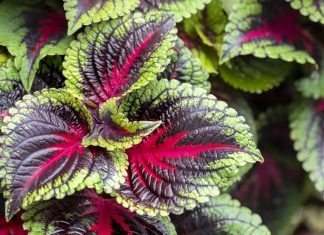 A coleus for all of us: How to grow the colorful plant in Georgia Growing coleus in Atlanta