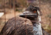 Remembering Big Lou the emu, Lake Claire’s most famous resident Big Lou Lake Claire Emu